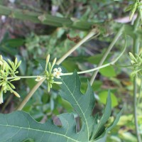 Carica papaya L.